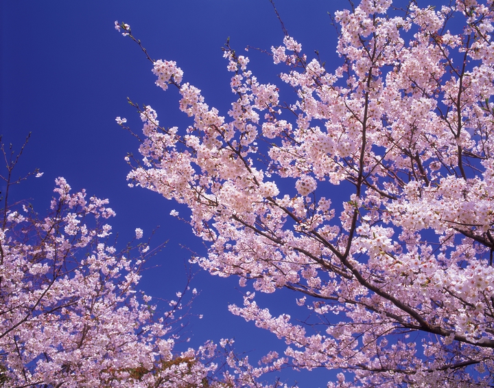 みんなでお花見、したいですねぇ